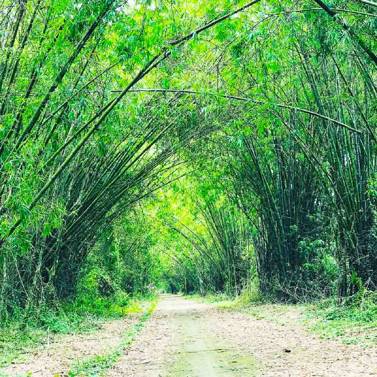 Begin your Dong Thap Tours with a scenic adventure